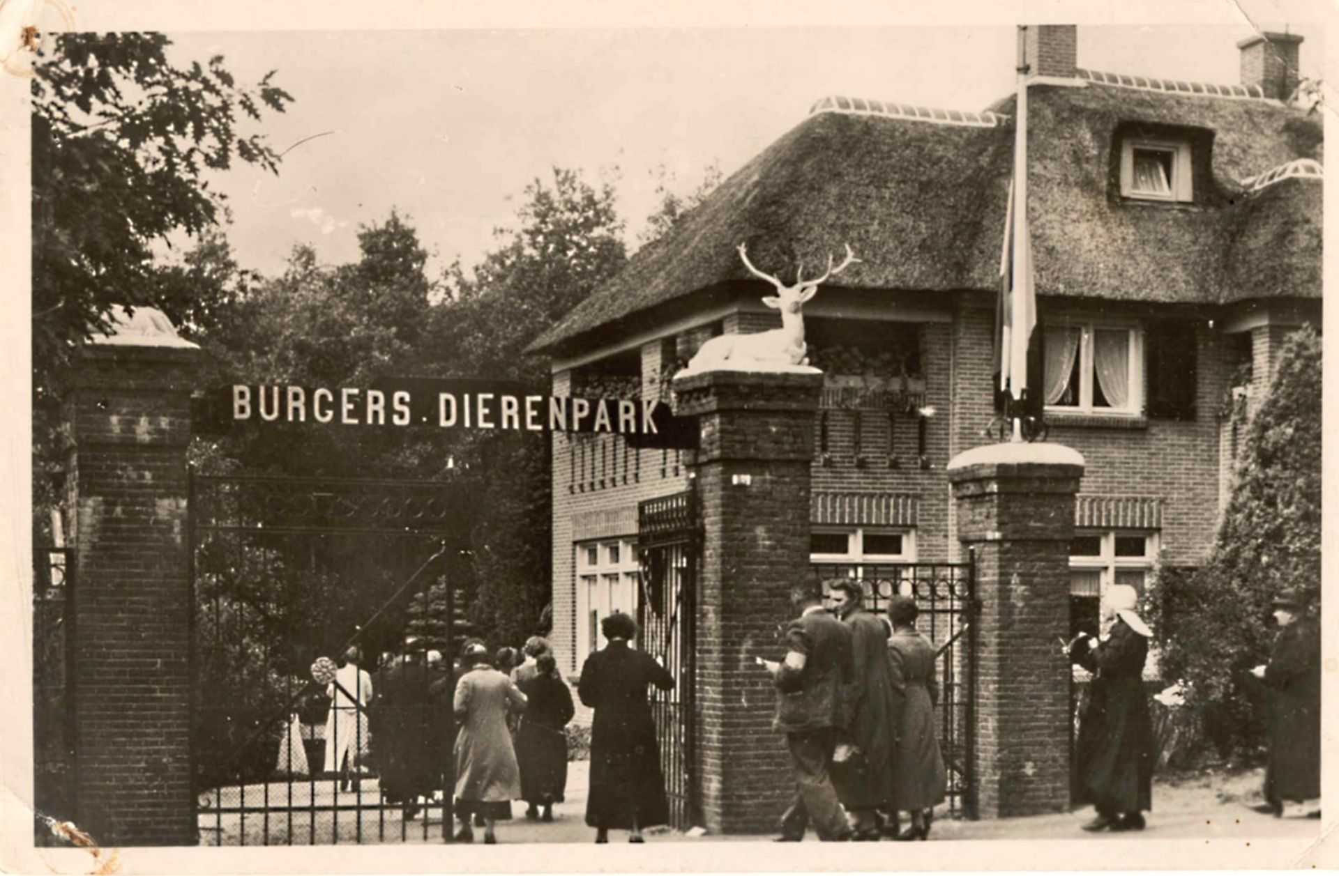 In 2013 bestond Koninklijk Burgers Zoo 100 jaar. Reden om te trakteren! Om het helemaal compleet te maken kreeg het Feestaardvarken een feesthoedje.